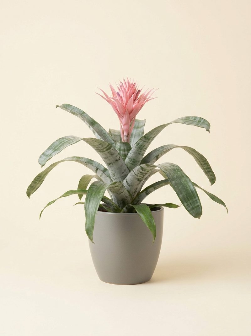 Aechmea