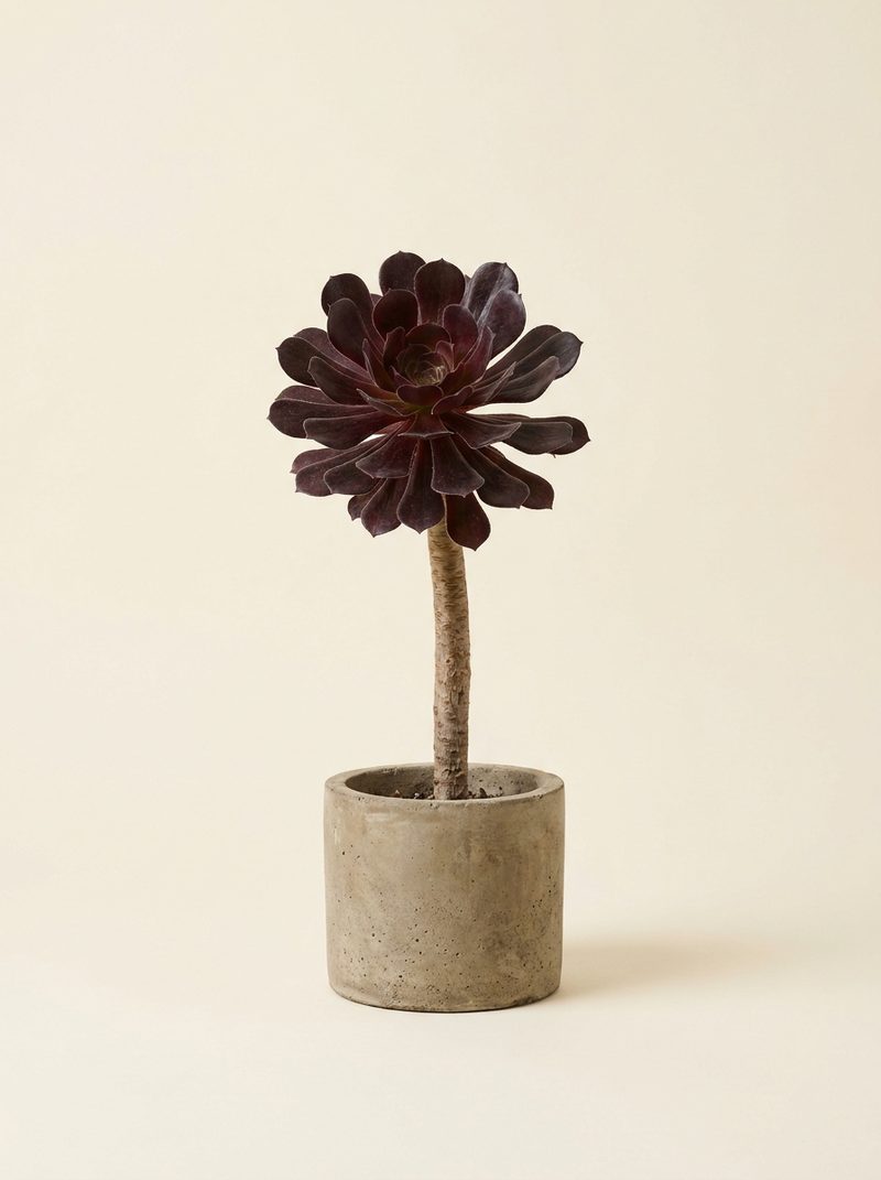 Aeonium