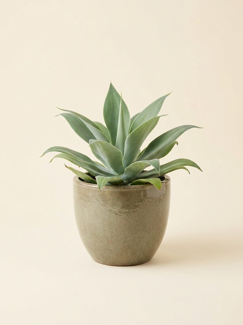 Agave