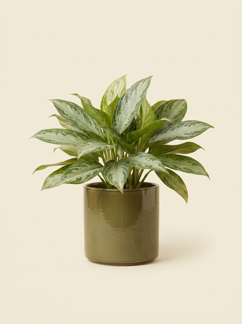 Aglaonema