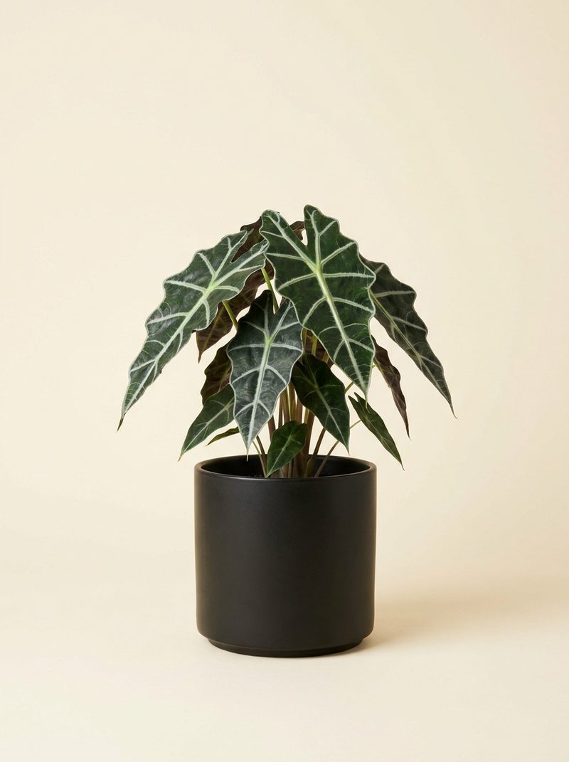 Alocasia