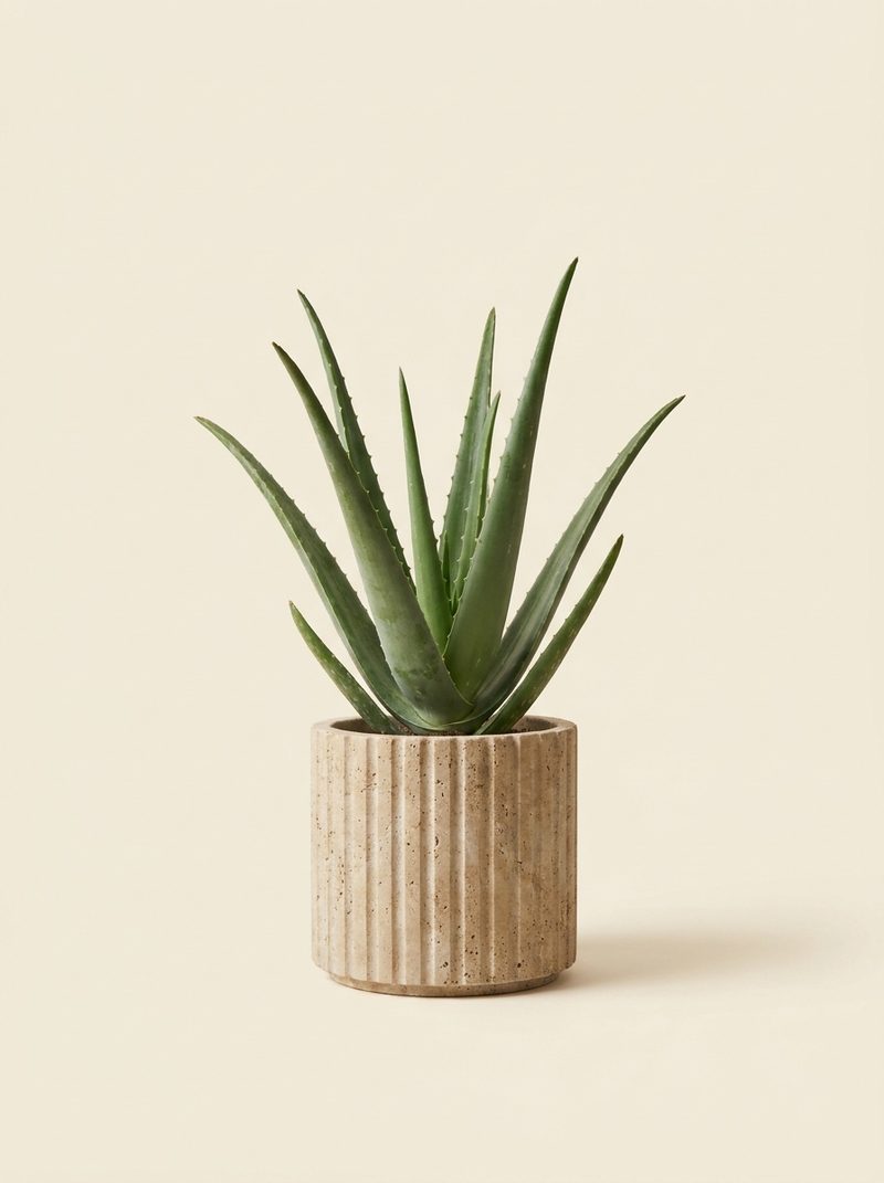 Aloe vera
