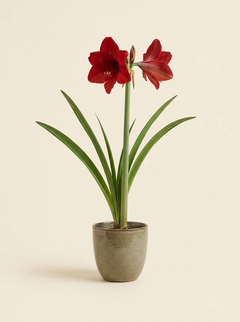 Amaryllis