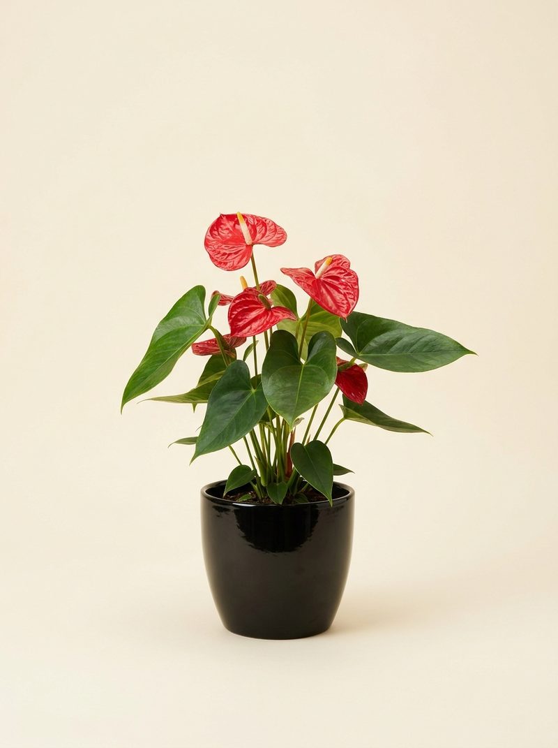 Anthurium