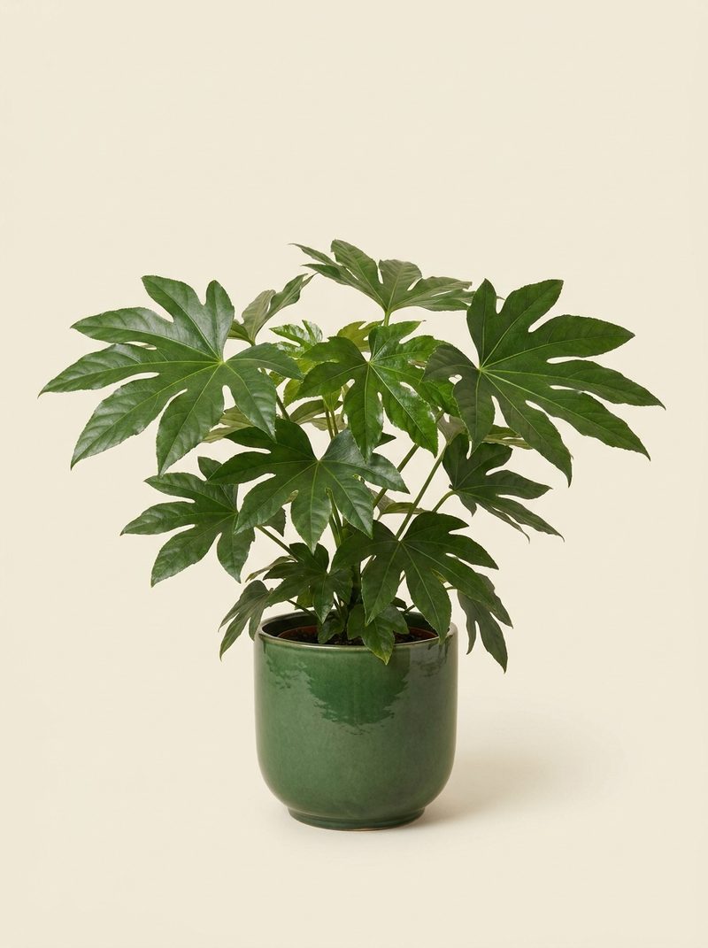 Aralia du Japon