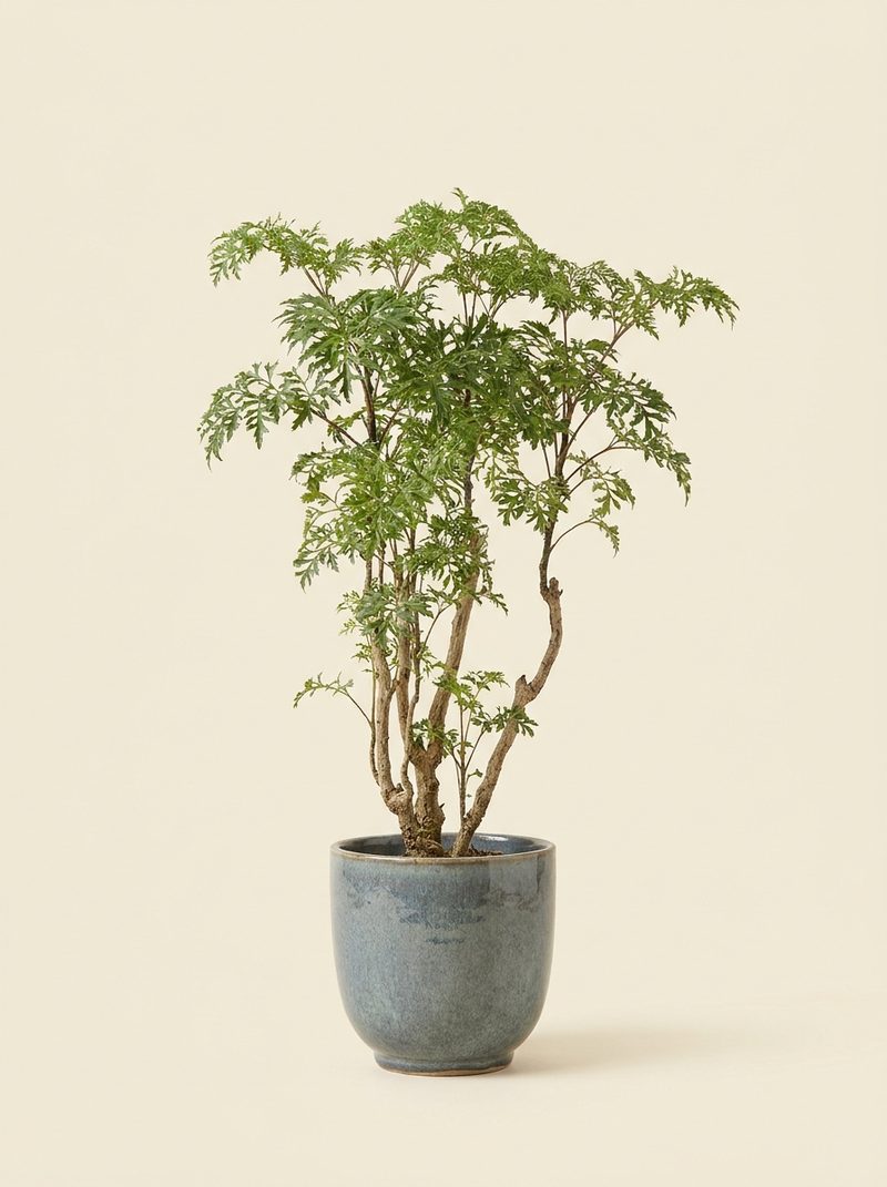 Aralia