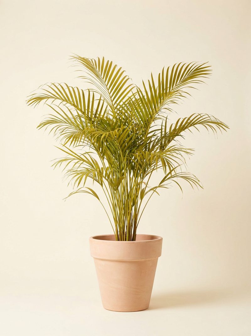 Areca