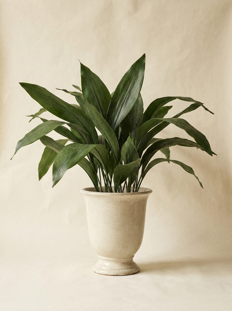 Aspidistra