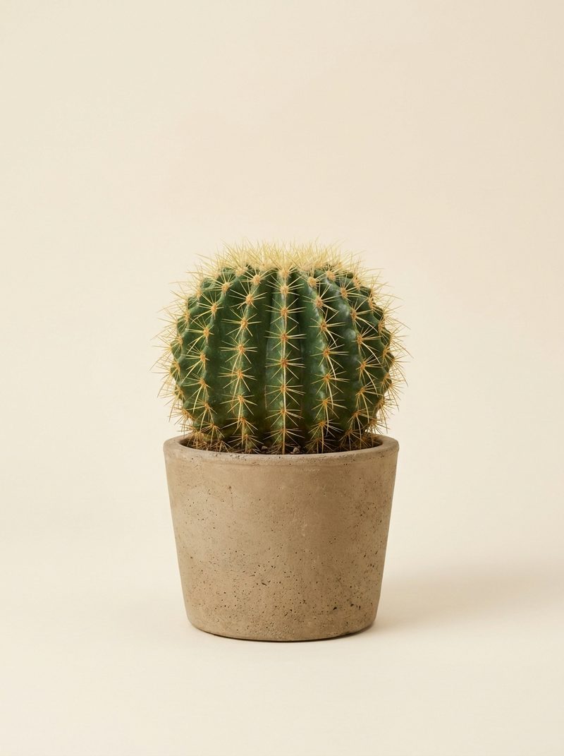 Cactus oursin