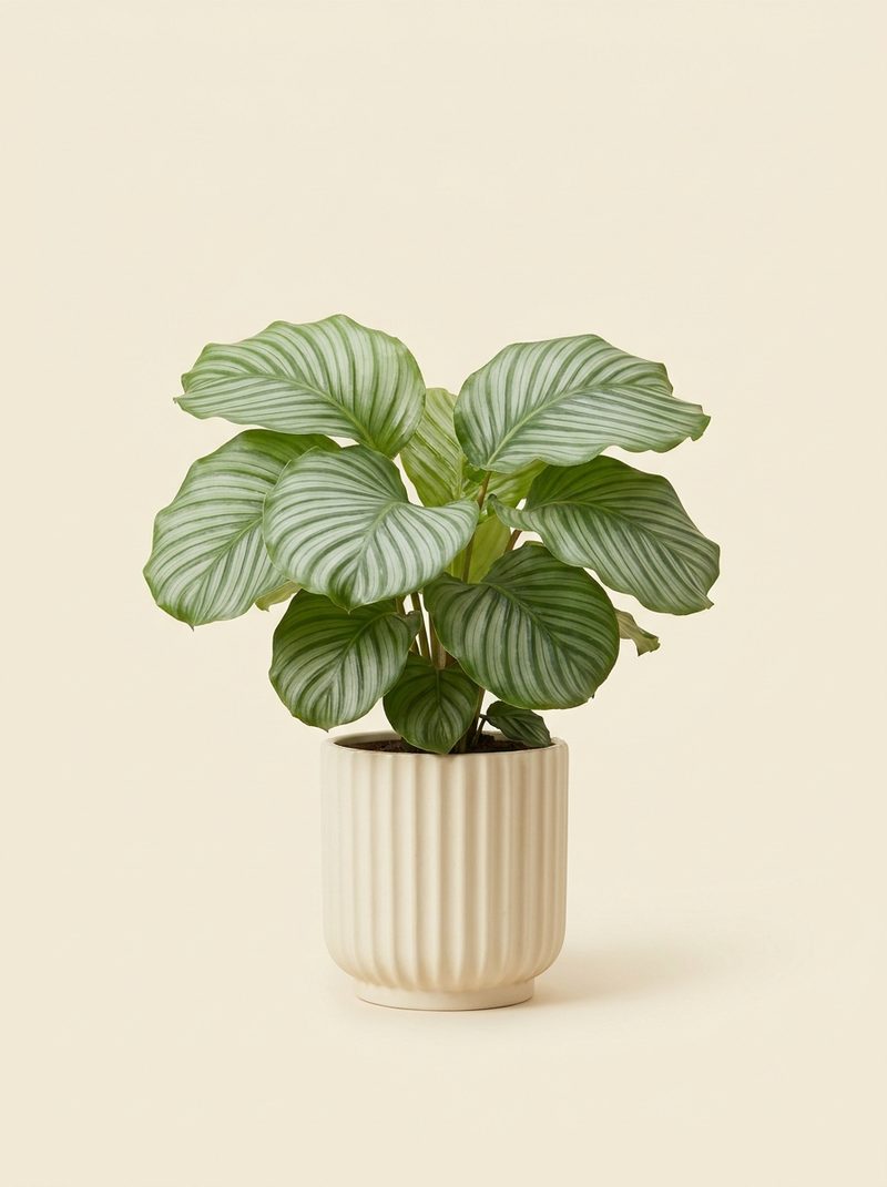 Calathea