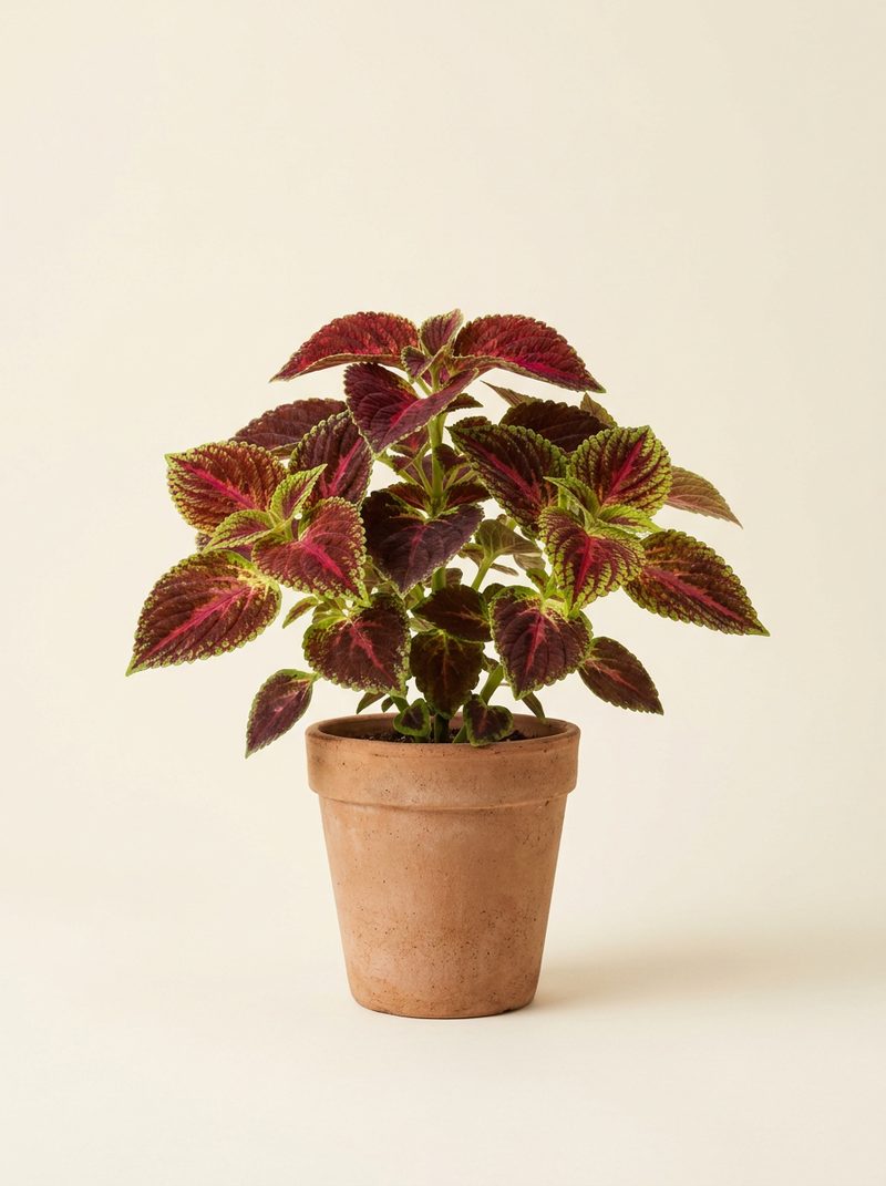 Coleus