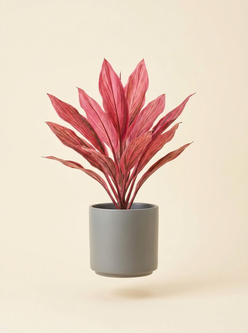 Cordyline