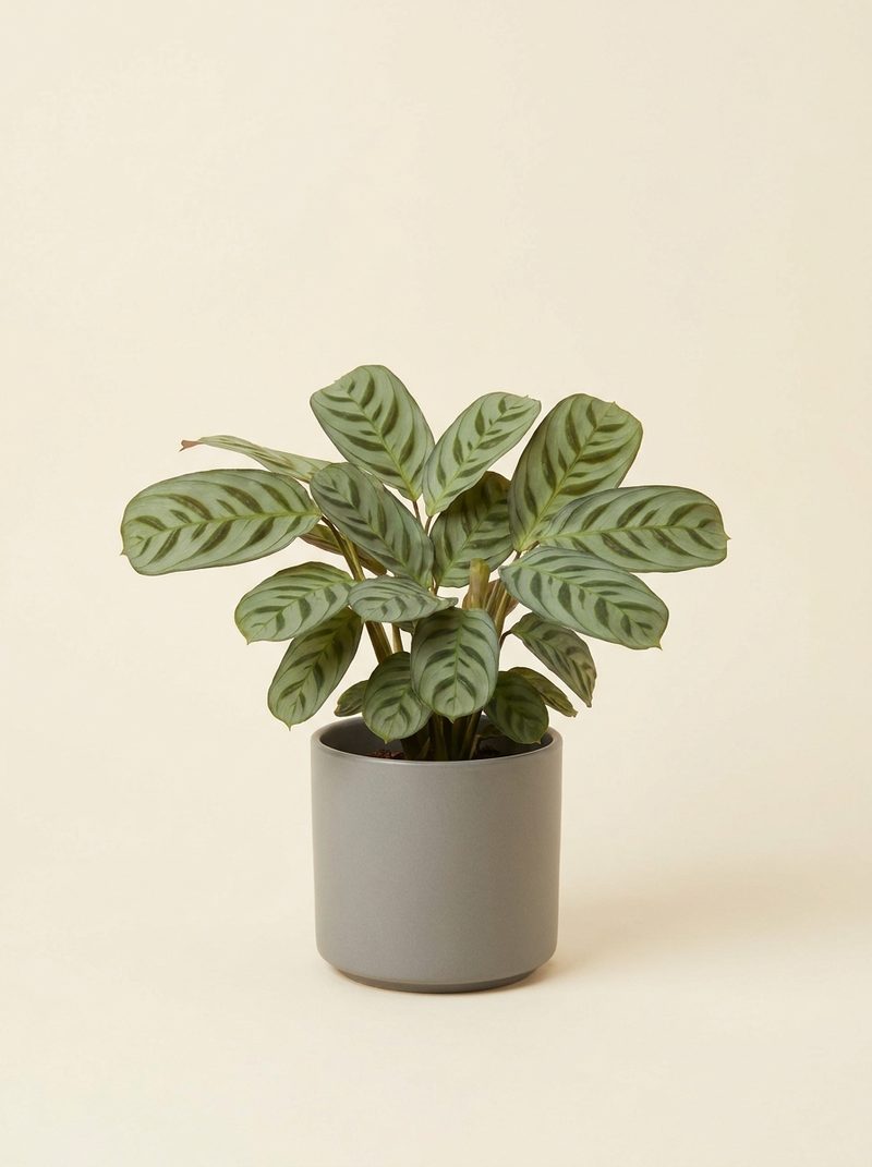 Ctenanthe