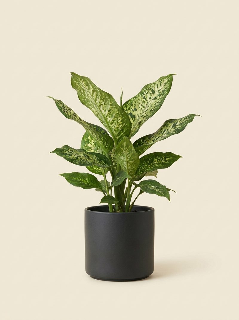 Dieffenbachia