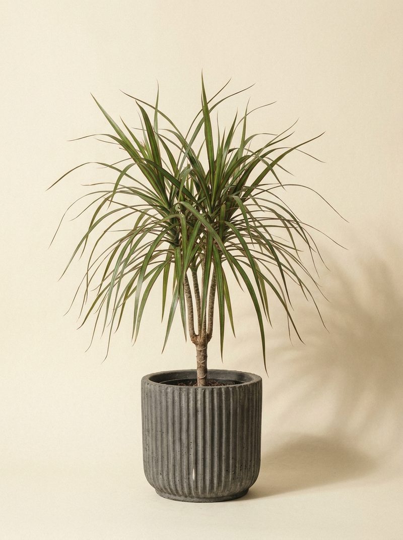 Dracaena Marginata
