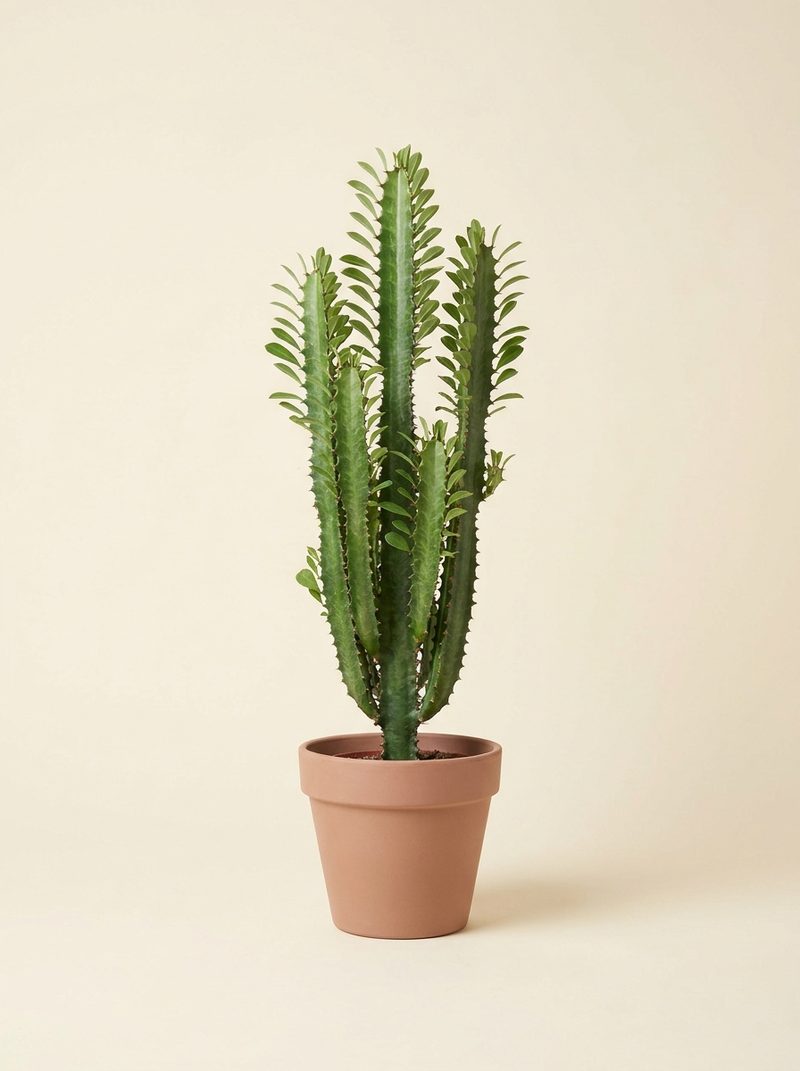 Euphorbe cactus