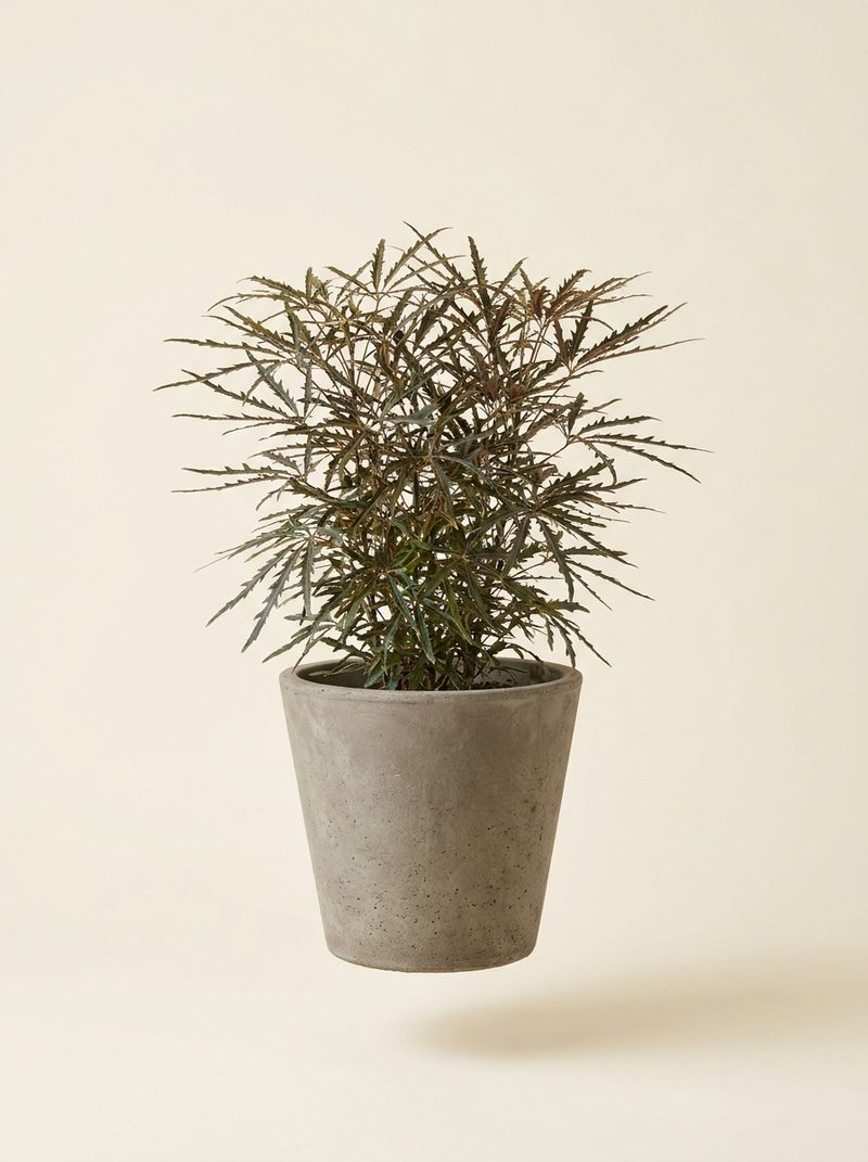 Faux aralia