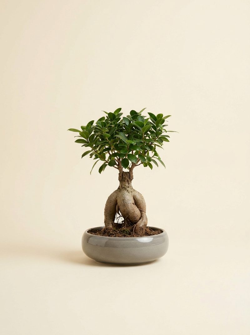 Ficus ginseng