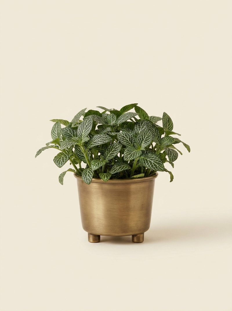 Fittonia