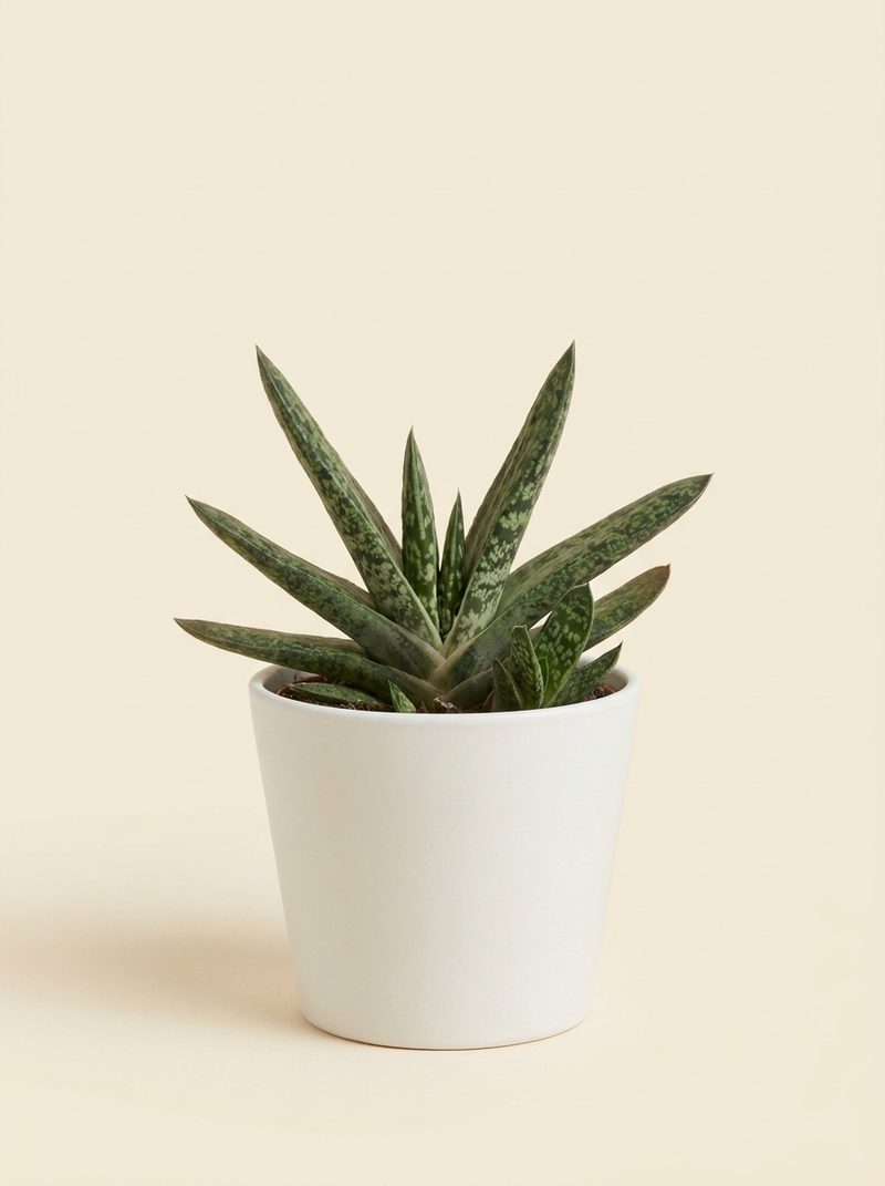 Gasteria