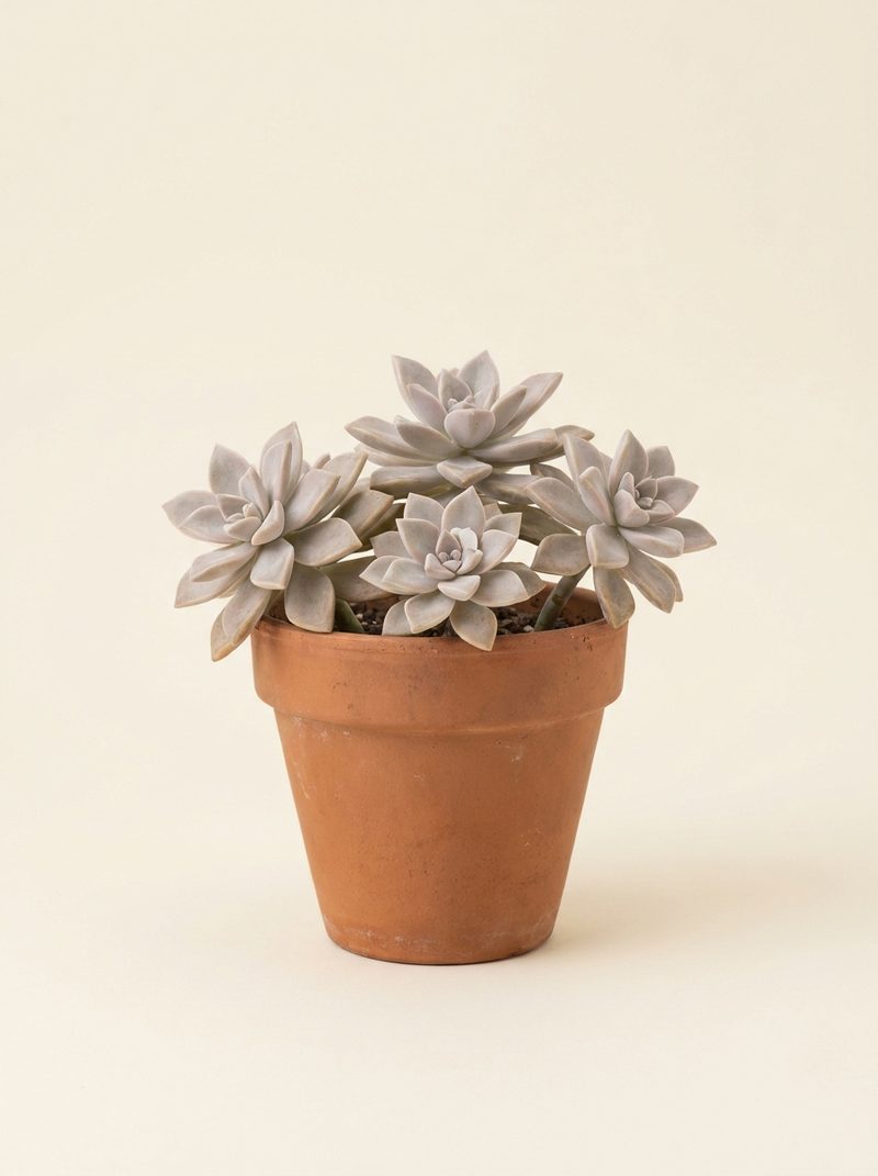 Graptopetalum
