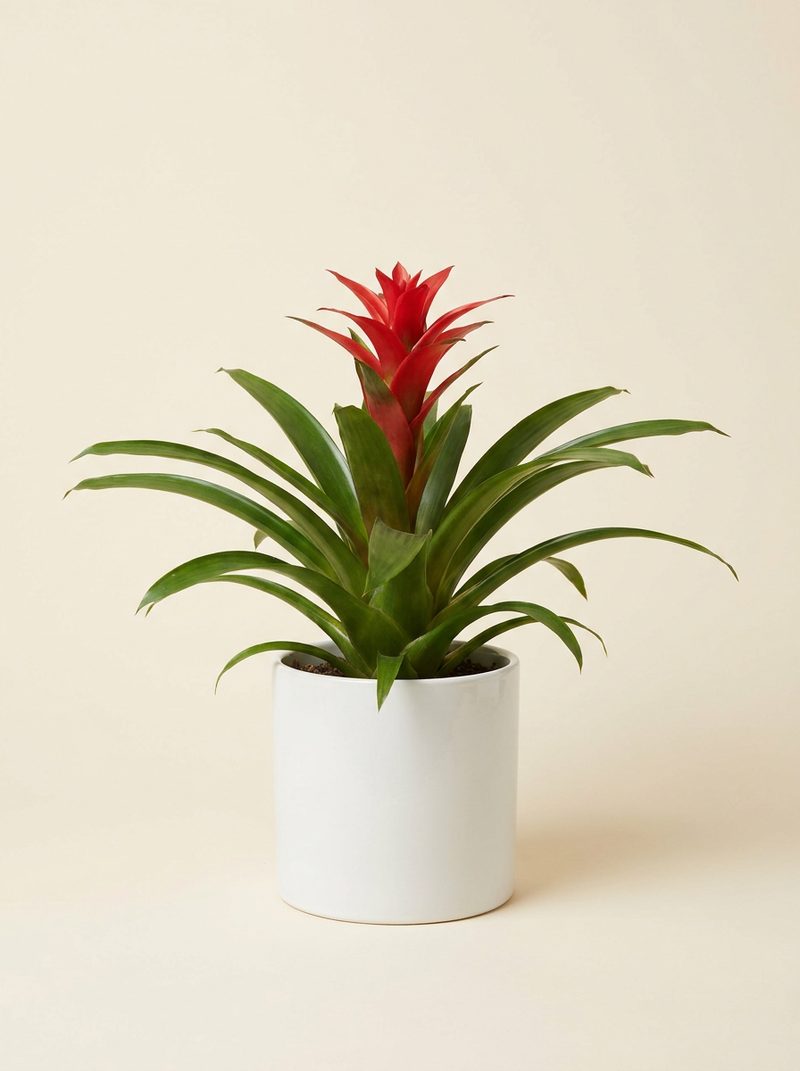 Guzmania