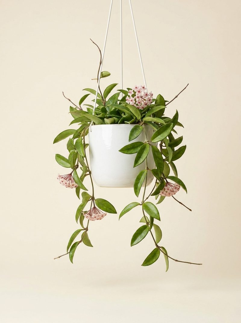 Hoya