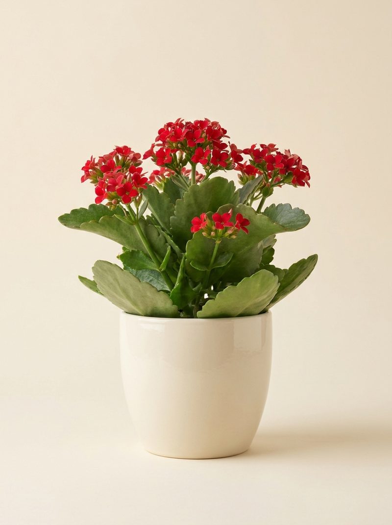 Kalanchoe