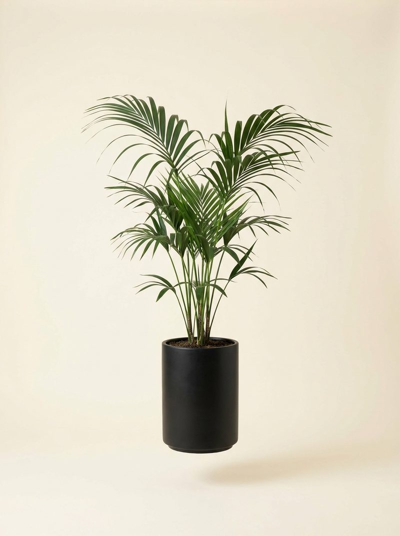 Kentia