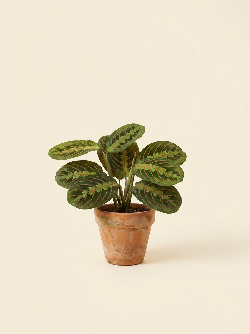 Maranta