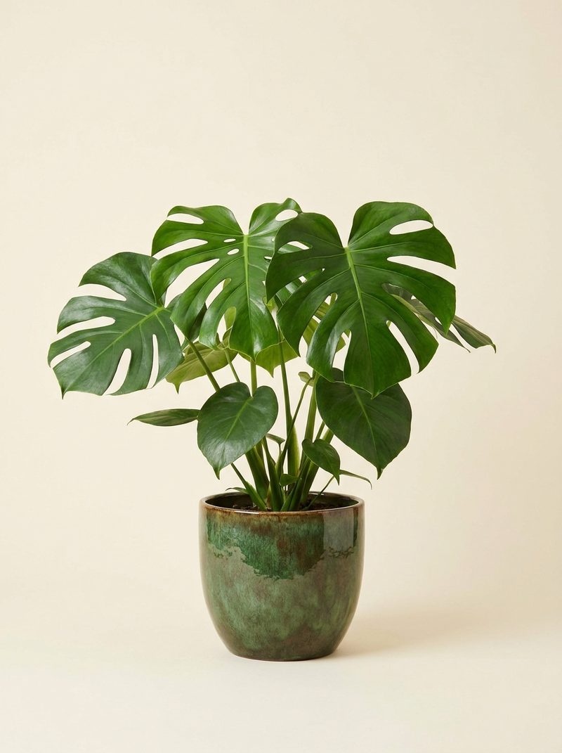 Monstera