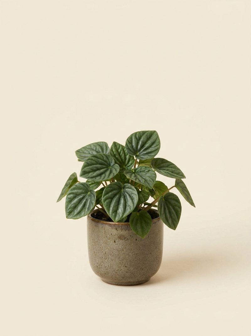 Peperomia ridée
