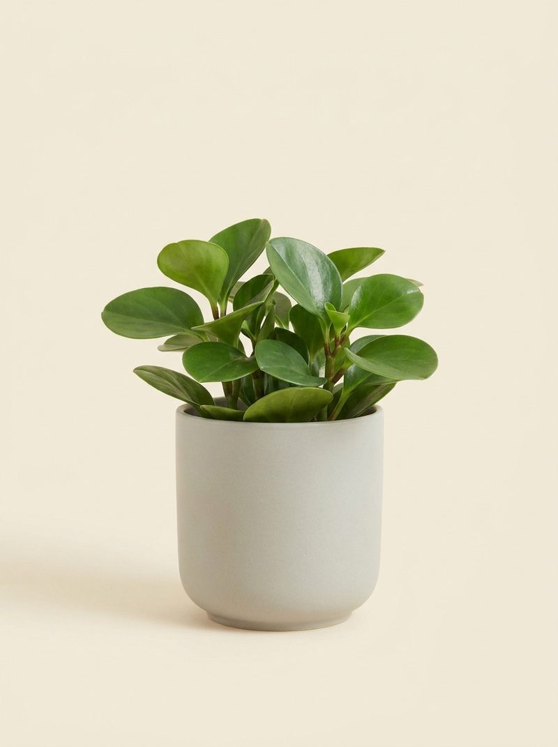 Peperomia