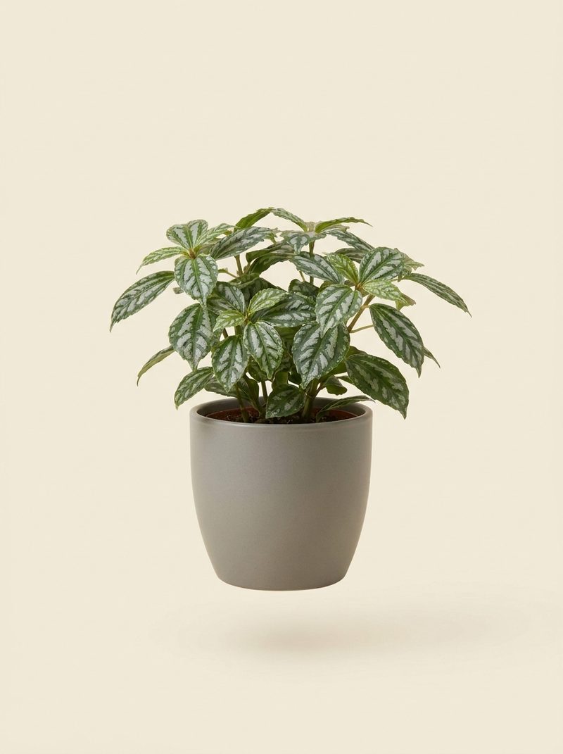 Plante aluminium