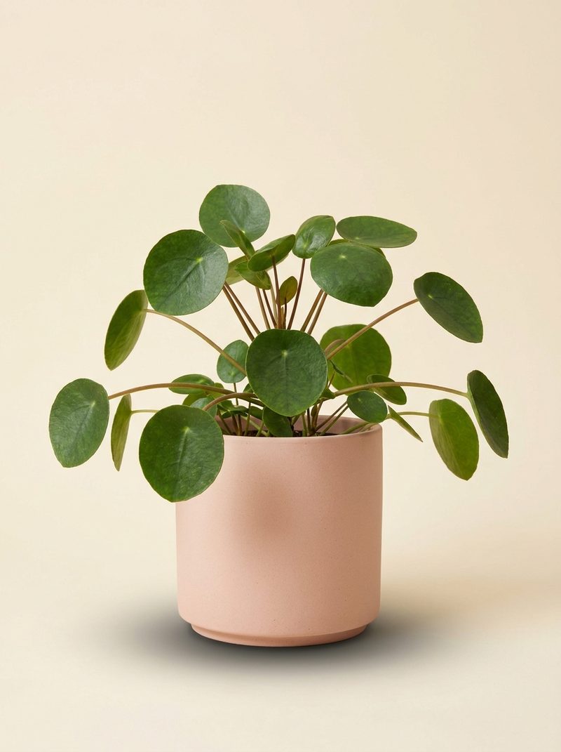 Pilea