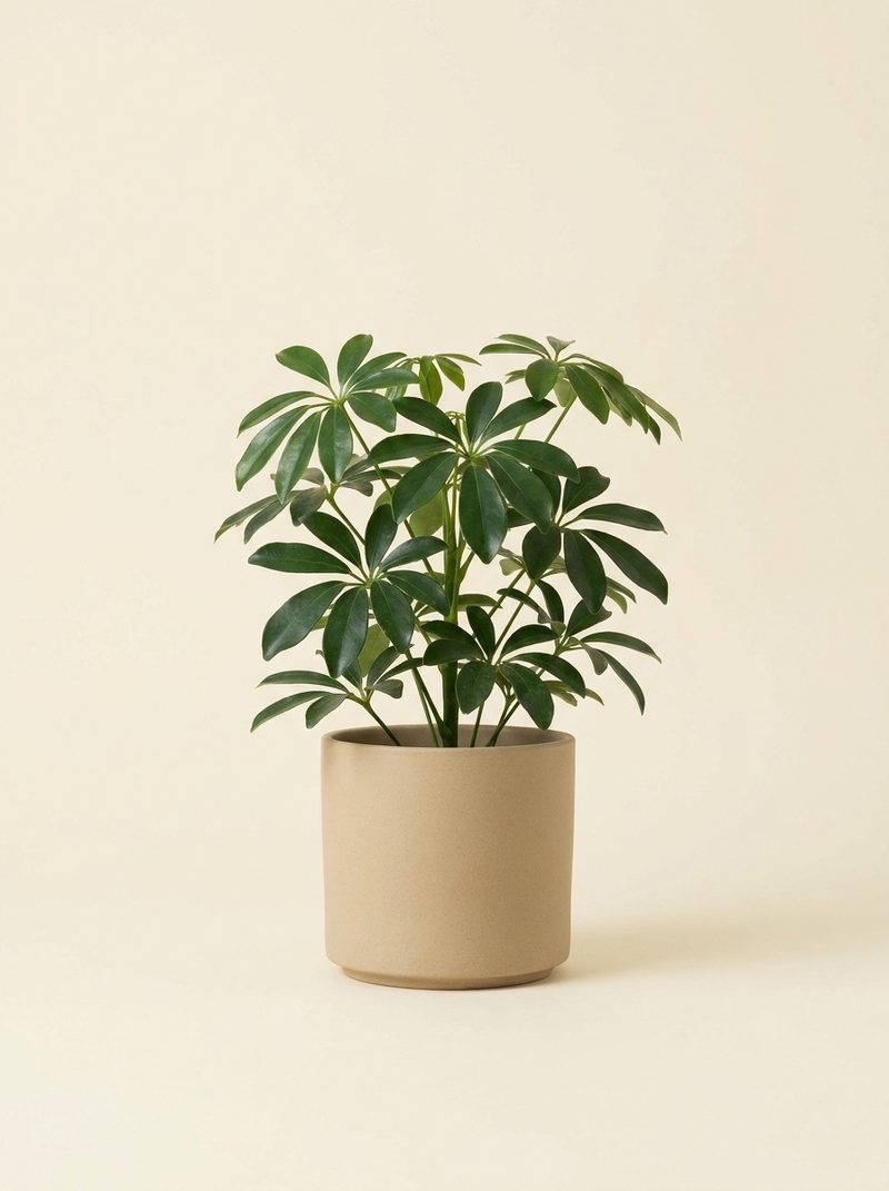 Schefflera