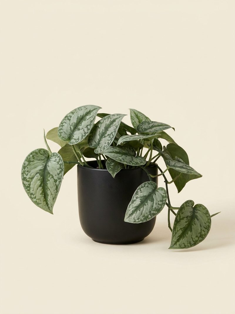 Scindapsus