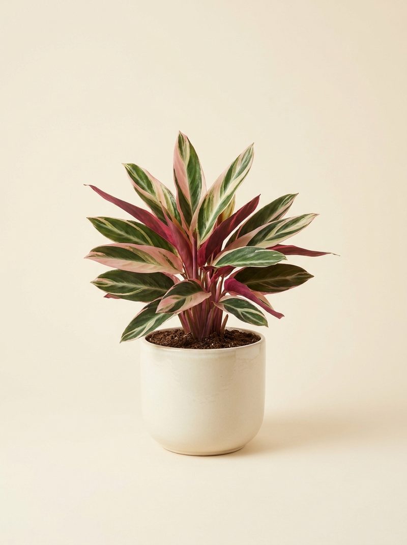 Stromanthe