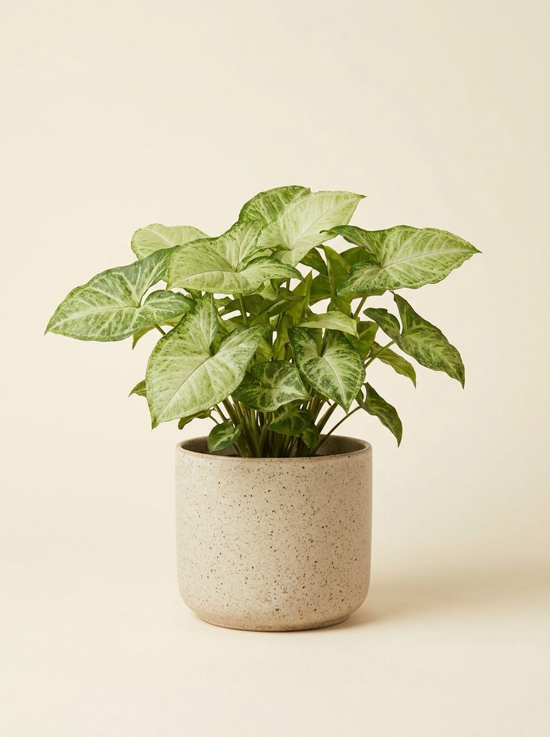 Syngonium