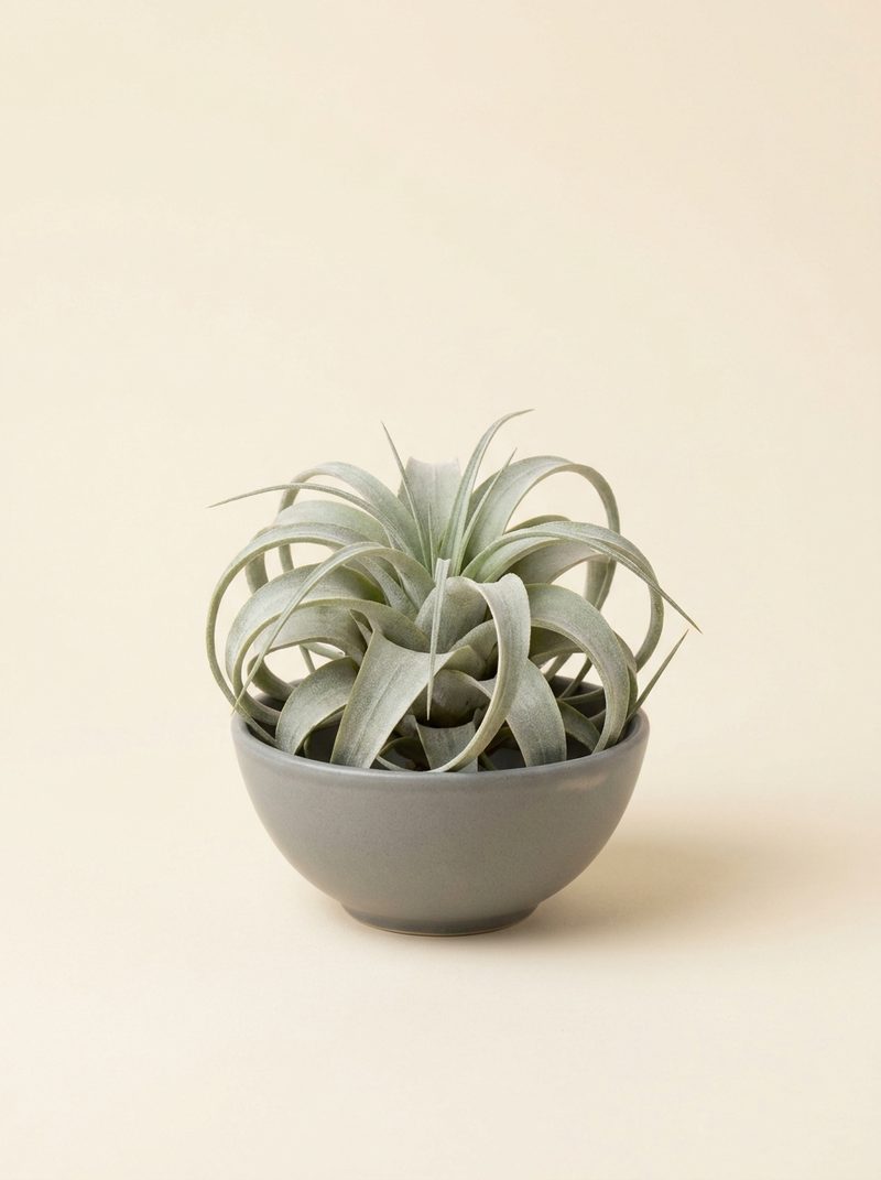 Plante aérienne