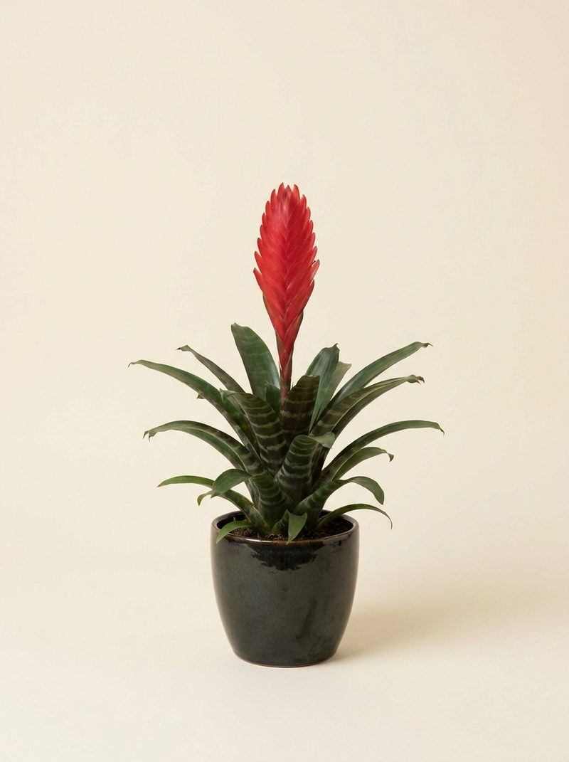 Vriesea