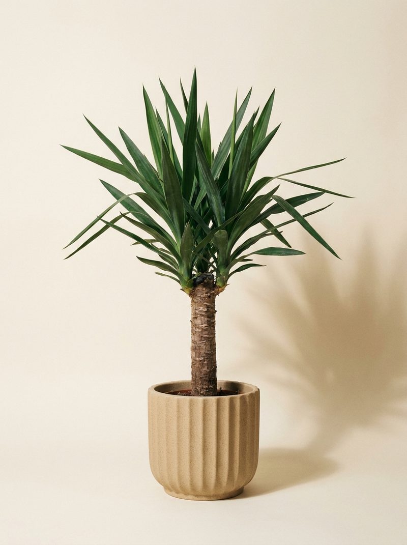 Yucca