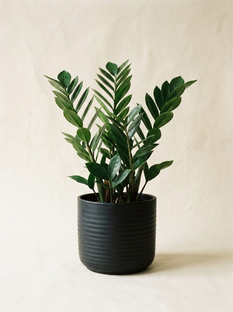 Plante ZZ